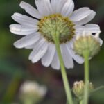 Ромашка аптечная — цветки (Matricaria chamomilla)