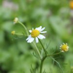 Ромашка аптечная — общий вид (Matricaria chamomilla)