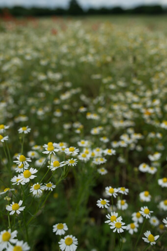 Ромашка аптечная — цветки (Matricaria chamomilla)