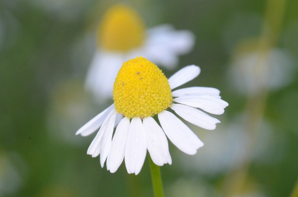 Ромашка аптечная — общий вид (Matricaria chamomilla)