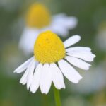 Ромашка аптечная — общий вид (Matricaria chamomilla)