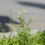 Ромашка аптечная (Matricaria chamomilla)