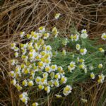 Ромашка аптечная (Matricaria chamomilla)