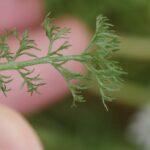 Ромашка аптечная (Matricaria chamomilla)