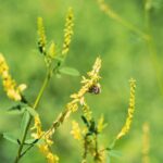 Донник лекарственный — общий вид (Melilotus officinalis)