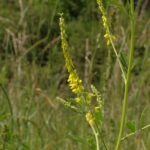 Донник лекарственный — общий вид (Melilotus officinalis)