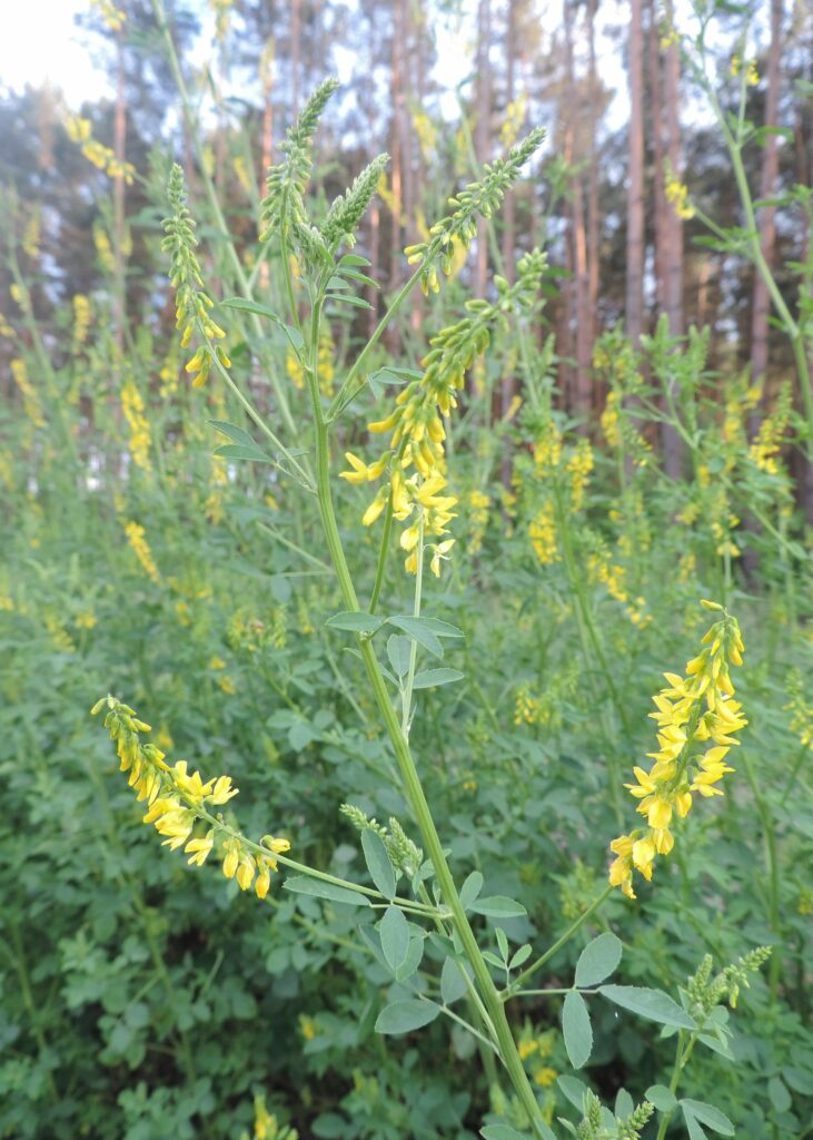 Донник лекарственный — общий вид (Melilotus officinalis)