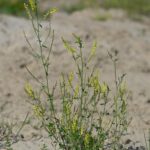 Донник лекарственный — общий вид (Melilotus officinalis)