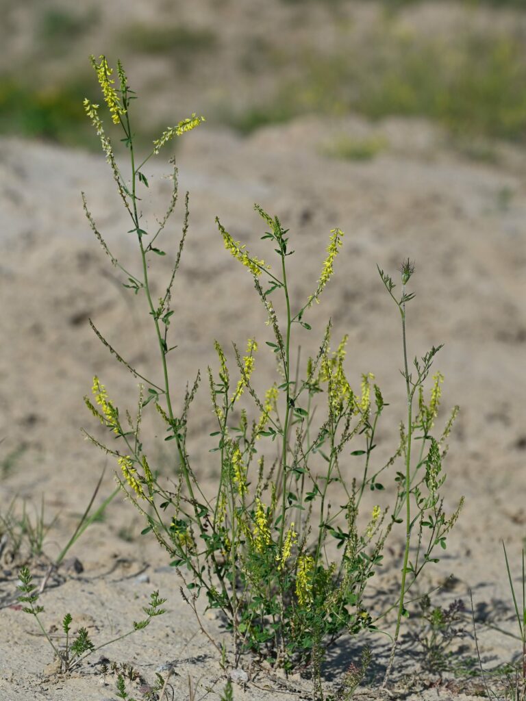 Донник лекарственный — общий вид (Melilotus officinalis)
