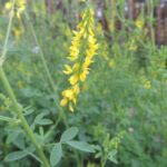 Донник лекарственный — общий вид (Melilotus officinalis)