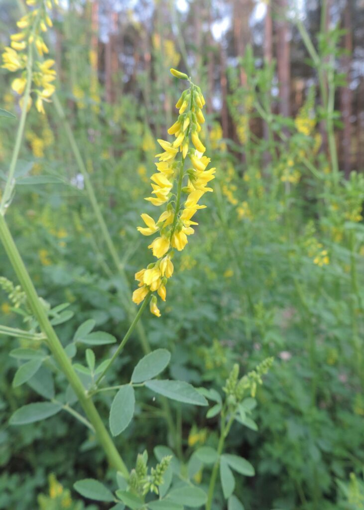 Донник лекарственный — общий вид (Melilotus officinalis)