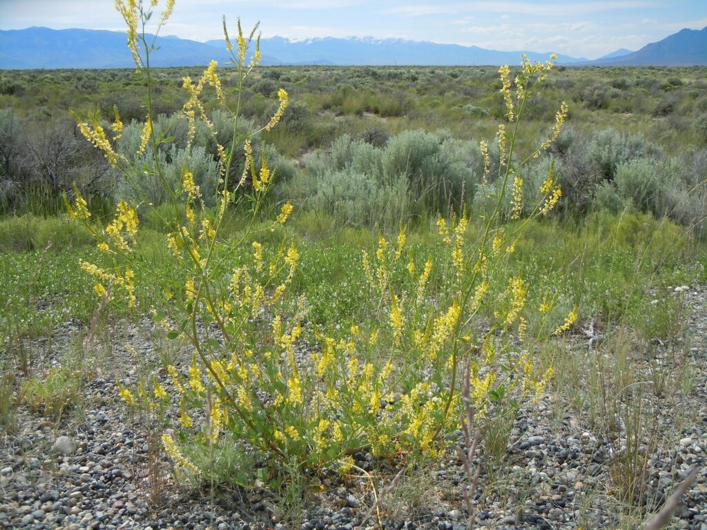 Донник лекарственный — общий вид (Melilotus officinalis)