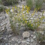 Донник лекарственный — общий вид (Melilotus officinalis)