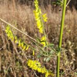 Донник лекарственный (Melilotus officinalis)