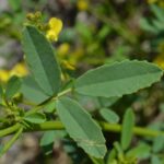 Донник лекарственный (Melilotus officinalis)