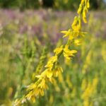 Донник лекарственный (Melilotus officinalis)