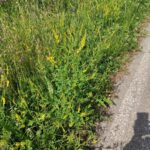 Донник лекарственный (Melilotus officinalis)