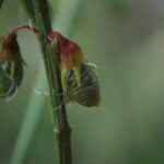 Донник лекарственный (Melilotus officinalis)