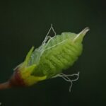 Донник лекарственный (Melilotus officinalis)