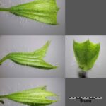 Мелисса лекарственная — цветки (Melissa officinalis)