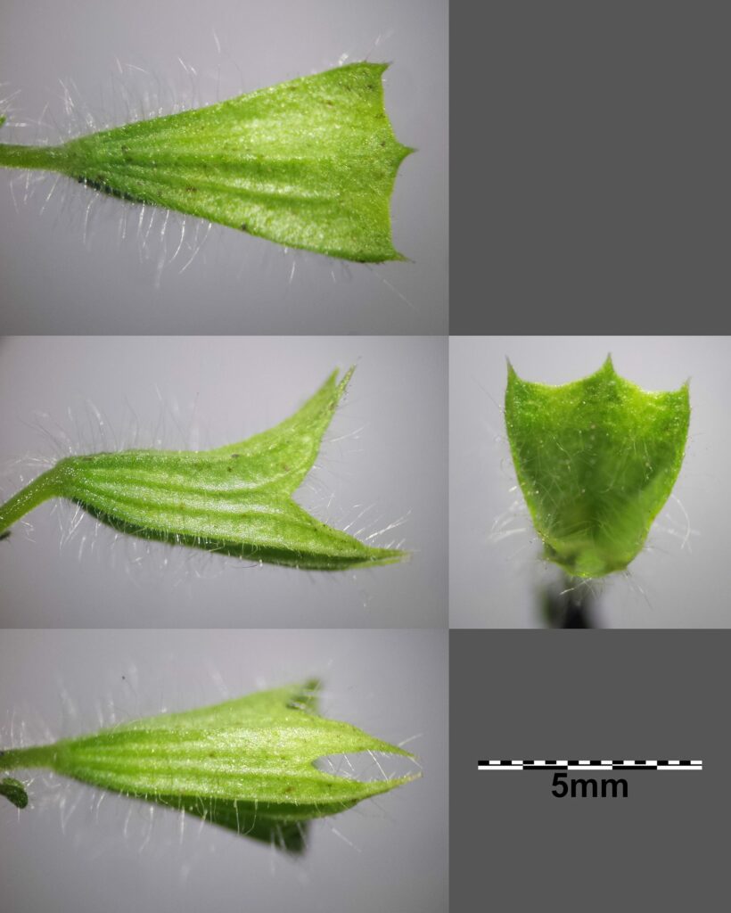 Мелисса лекарственная — цветки (Melissa officinalis)