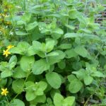 Мелисса лекарственная — общий вид (Melissa officinalis)