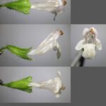 Мелисса лекарственная — цветки (Melissa officinalis)