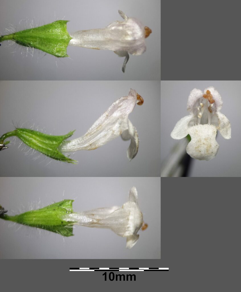 Мелисса лекарственная — цветки (Melissa officinalis)