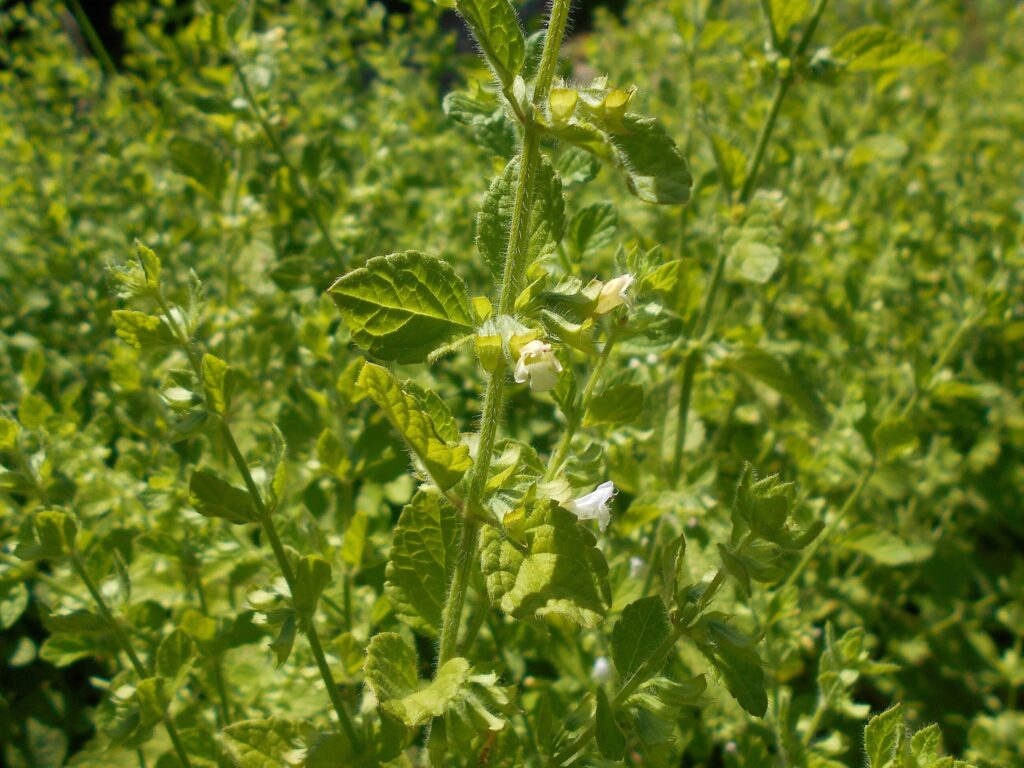 Мелисса лекарственная — общий вид (Melissa officinalis)