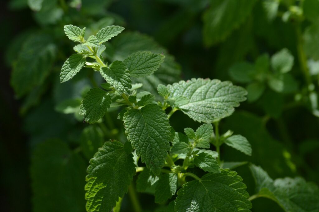 Мелисса лекарственная — общий вид (Melissa officinalis)