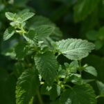 Мелисса лекарственная — общий вид (Melissa officinalis)