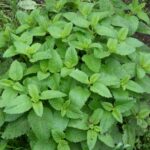 Мелисса лекарственная — общий вид (Melissa officinalis)