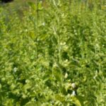 Мелисса лекарственная — общий вид (Melissa officinalis)