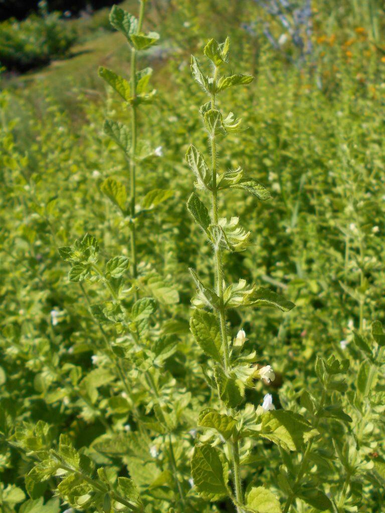 Мелисса лекарственная — общий вид (Melissa officinalis)