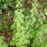 Мелисса лекарственная (Melissa officinalis)