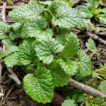 Мелисса лекарственная (Melissa officinalis)