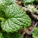 Мелисса лекарственная (Melissa officinalis)