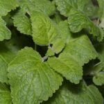 Мелисса лекарственная (Melissa officinalis)