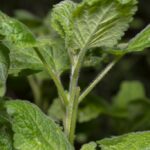 Мелисса лекарственная (Melissa officinalis)