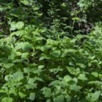 Мелисса лекарственная (Melissa officinalis)