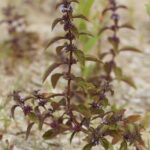 Мята полевая — общий вид (Mentha arvensis)