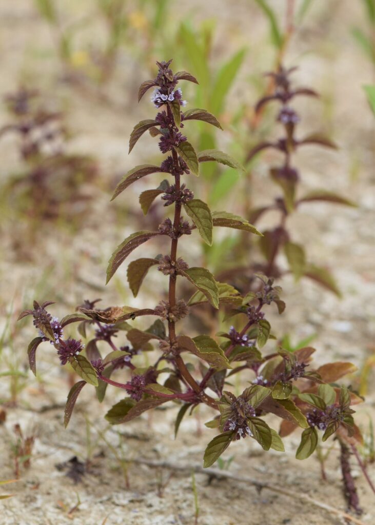 Мята полевая — общий вид (Mentha arvensis)