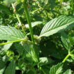 Мята полевая — общий вид (Mentha arvensis)