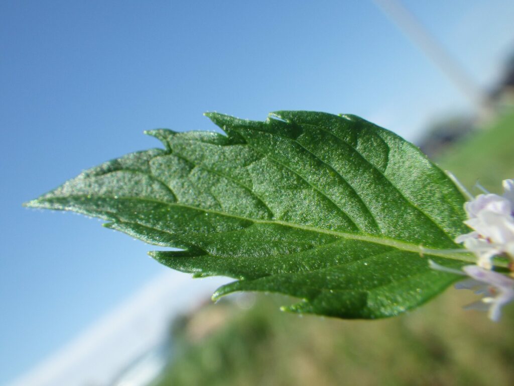 Мята полевая — общий вид (Mentha arvensis)