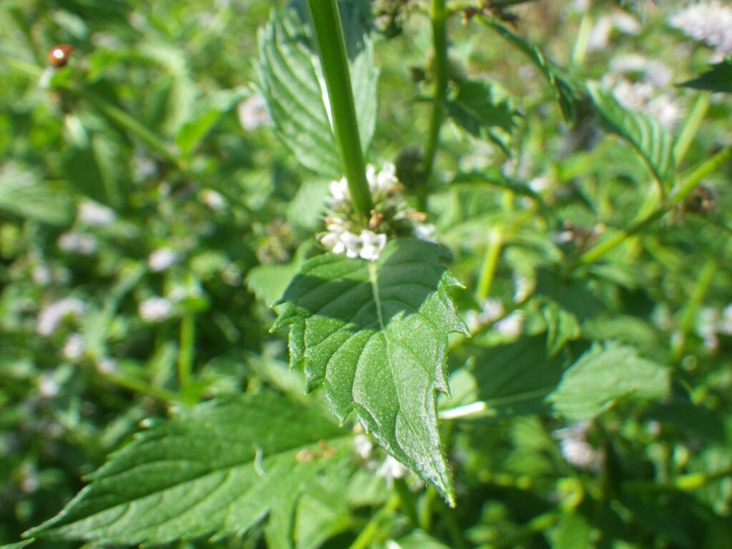 Мята полевая — общий вид (Mentha arvensis)