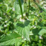 Мята полевая — общий вид (Mentha arvensis)