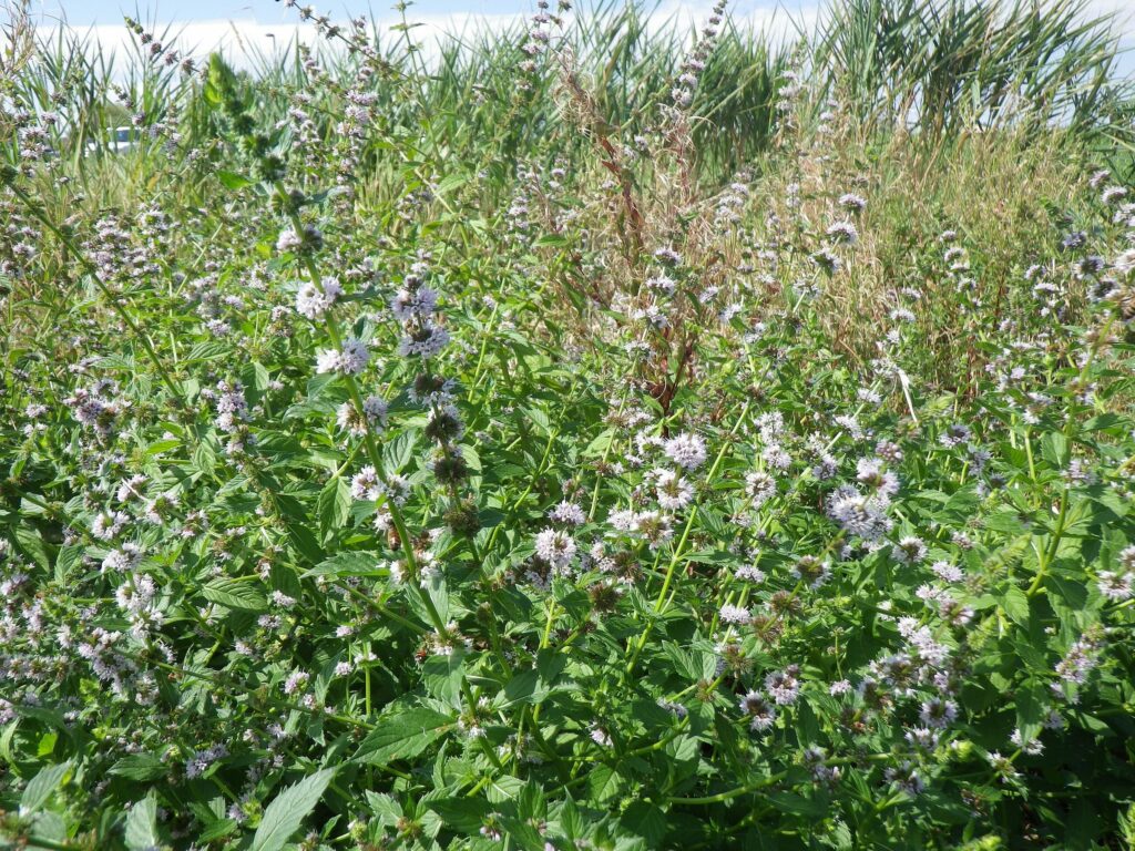 Мята полевая — общий вид (Mentha arvensis)