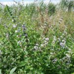 Мята полевая — общий вид (Mentha arvensis)