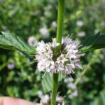 Мята полевая — общий вид (Mentha arvensis)