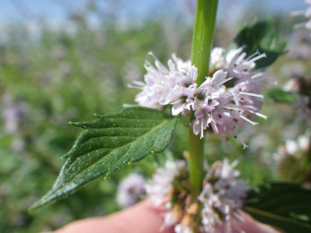Мята полевая — общий вид (Mentha arvensis)